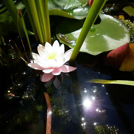 Lejlighed Napsugar Vendeghaz *